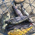 Profile Picture of Joshua Campbell (@randomfishingguy) on Instagram