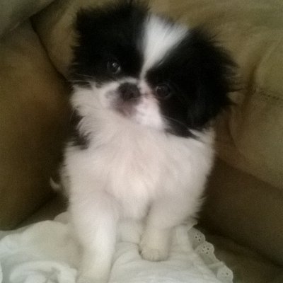 Profile Picture of Sherry Ritter (@sherrydapron) on Twitter