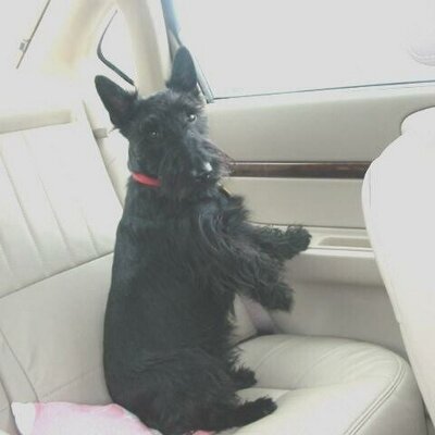 Profile Picture of Jim Boynton (@jimsshop9) on Twitter