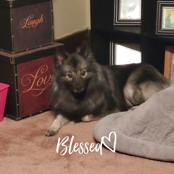 Profile Picture of Cristie Likins (@cristielikins) on Poshmark