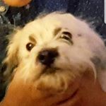 Profile Picture of victor gamboa (@licenced_hunter) on Instagram