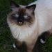 Profile Picture of Joanne Redman (@joeyred) on Pinterest
