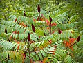 Profile Picture of Rhus typhinaon Wikipedia
