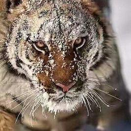 Profile Picture of Fawad Baig (@FawadBaig7) on Twitter