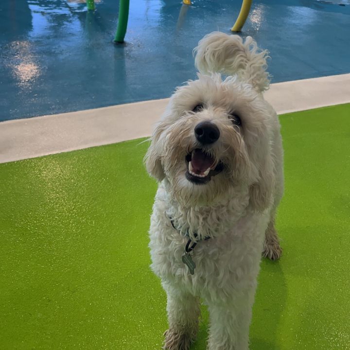 Profile Picture of Bentley Blocker (@dogdaysofadoodle) on Tiktok