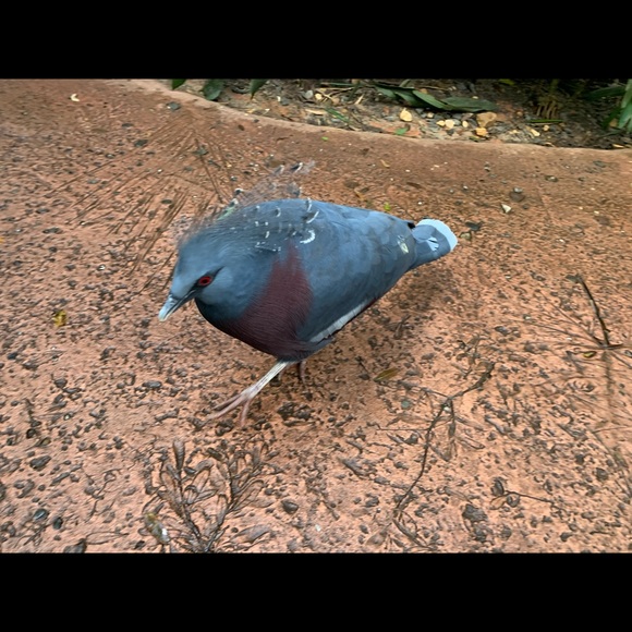 Profile Picture of Edwin Rodriguez (@edwinarmani) on Poshmark