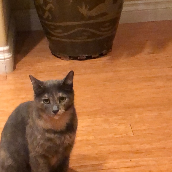 Profile Picture of Amy Echegoyen (@amyemilyyy) on Poshmark