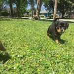 Profile Picture of roycethebullweiler (@roycethebullweiler) on Instagram