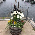 Profile Picture of Phyllis Lindstrom Greene (@phyllislindstrom) on Instagram