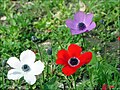 Profile Picture of Anemone - Wikipediaon Wikipedia