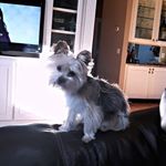 Profile Picture of Lisa Couture (@lisa.couture.35) on Instagram