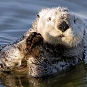 Profile Picture of Robert Ottman (@RobertOttman11) on Twitter