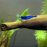 Darrell - Instagram Profile Picture of Darrell (@dees_tanks) on Instagram