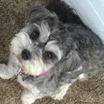 Profile Picture of Penelope Sapper (@pennytheschnauzerr) on Instagram