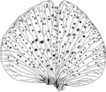 Profile Picture of Weberbauerella brongniartioideson Wikipedia