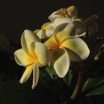 Profile Picture of Rudolf Baumann (@souvenirdelavie) on Instagram