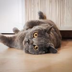 Profile Picture of Alan Zheng (@alanxzheng) on Instagram