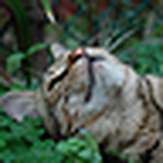 Profile Picture of Alice Lee (@alice_lee) on Flickr