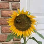 Profile Picture of Ann Chiarello McCabe McCormick (@annpaulette27) on Instagram