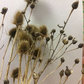 Profile Picture of Samantha Graves (@samanthagraves1) on Pinterest