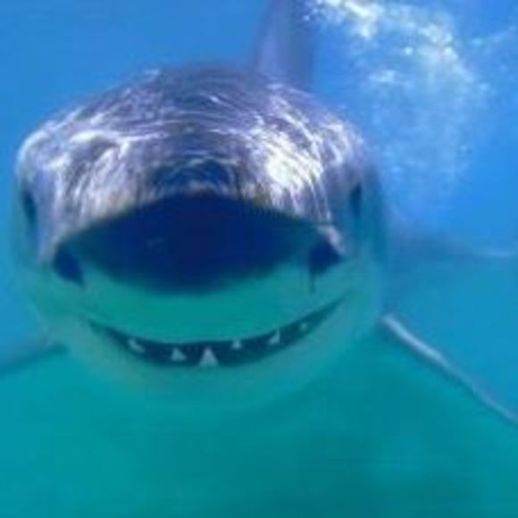 Kevin Wellings - Poshmark Profile Picture of Kevin Wellings (@kevinwellings) on Poshmark