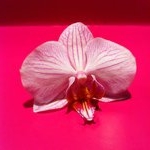 Profile Picture of Jodi (@partyflowers) on Instagram