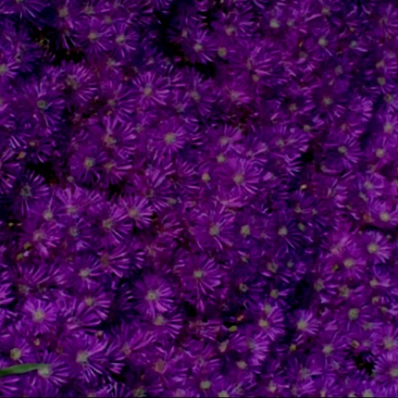 Profile Picture of Victoria Tseng (@therealvicvic) on Poshmark