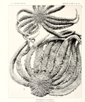 Profile Picture of Rathbunasteron Wikipedia
