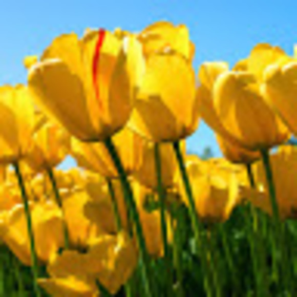 Chris Bolen - Poshmark Profile Picture of Chris Bolen (@christinebolen9) on Poshmark