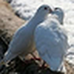 Profile Picture of Sanjay Jain (@sanjujain) on Flickr