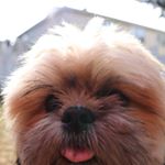 Profile Picture of Charlie The Shih Tzu (@charliechristophertheshihtzu) on Instagram