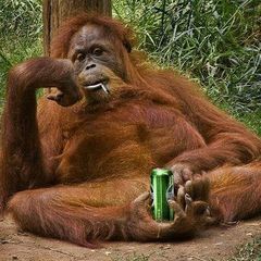 Profile Picture of bobhawksworth (@bobhawksworth) on Tiktok