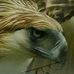 Profile Picture of Joe Pichi (@joe.pichi.5) on Facebook