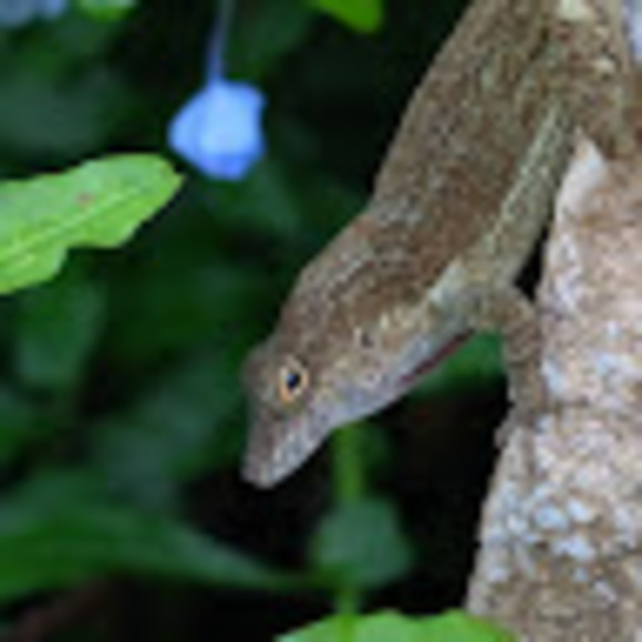 Profile Picture of Yozo Nakamura (@yozony) on Poshmark