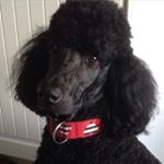 Profile Picture of Cathy Dawson🐶 (@bella_black_poodle) on Instagram