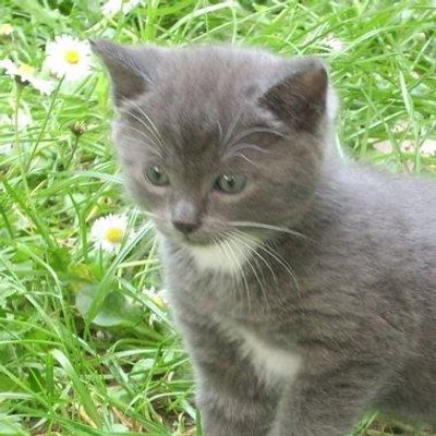 Profile Picture of Ayase Feilong (@Ayase_Feilong) on Twitter