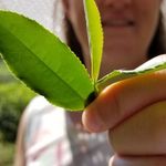 Profile Picture of Stephanie Moore (@cornerstoneteacompany) on Instagram