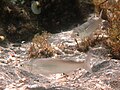 Profile Picture of Golden grey mullet - Wikipediaon Wikipedia