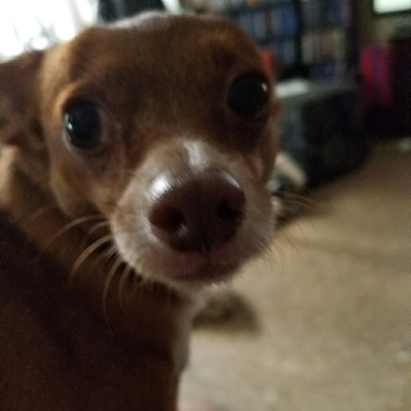 Profile Picture of Thomas Griffith (@tekgriff) on Poshmark