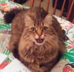 Profile Picture of Gretchen Hawk (@gretchen.hawk.50) on Facebook