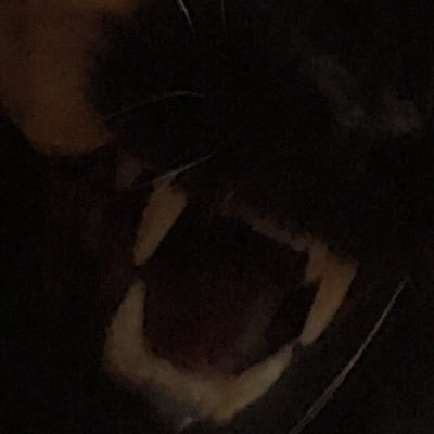 Profile Picture of Patricia Altieri (@PatriciaAltier1) on Twitter