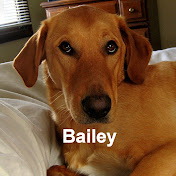 Profile Picture of Shawn Dougherty (@baileysbuddy7) on Youtube