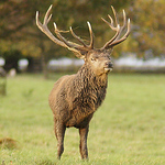 Profile Picture of Andrew Bunce (@campwild412) on Flickr