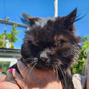 Profile Picture of The Daniel Show (@TheDanielShow2011) on Youtube