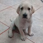 Profile Picture of Britney Ramirez (@britney_ramirezf) on Instagram