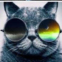 Profile Picture of Cat Lover (@RekoBob) on Twitter
