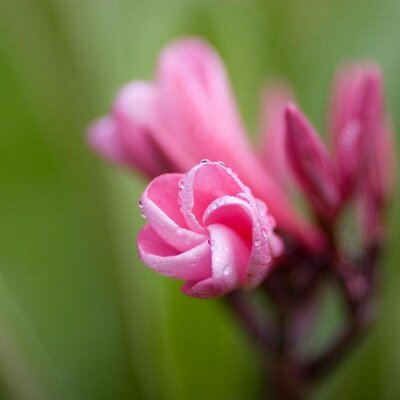 Profile Picture of Eli Casanova (@CasanovaEli) on Twitter