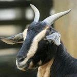 Profile Picture of 🐐Alex Wacker & John Pecarich🐐 (@goat_trick_shotz) on Instagram