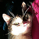 Profile Picture of Elmer Cat (@elmercat) on Flickr