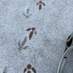 Profile Picture of andrea ross (@andreaross8873) on Instagram